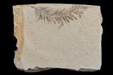 Dawn Redwood (Metasequoia) Fossil - Montana #165171-1